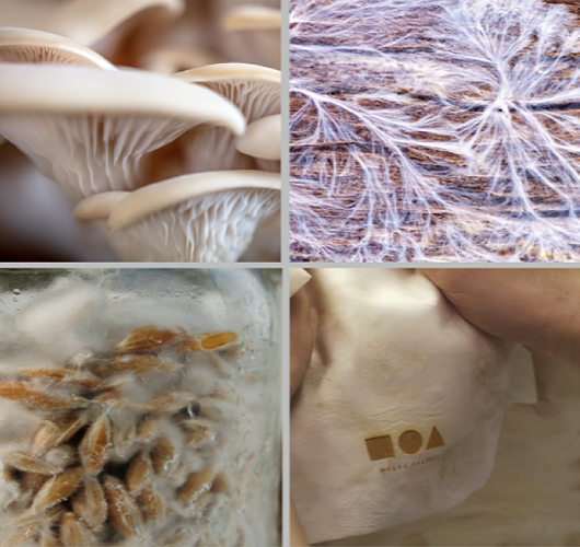 (주)마이셀 조직 이미지